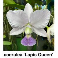 洋蘭原種 C. walkeriana coerulea 'Lapis Queen' AM/ACWJ　整形大輪セルレア OG (=L.L.#5)