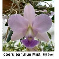 洋蘭原種 C. walkeriana coerulea 'Blue Mist' OG 　板付け