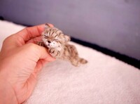 ◆maltaマルタ　 猫　羊毛フェルト　ミニチュア　お昼寝ねこ　　ハンドメイド　　