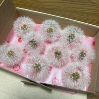 たんぽぽ　綿毛　ドライフラワー　ハーバリウム　レジン　ハンドメイド　花材　半球　約35㎜ ９個 箱発送