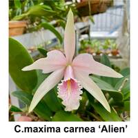 洋蘭原種 C. maxima f. carnea 'Alien'　極めて希少個体　蕾付きb　