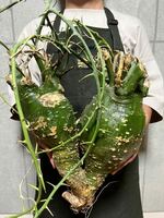 B17. ダブルヘッド 2頭 ▽Adenia Globosa▽ WILD株　アデニア　　グロボーサ　【PLANET】塊根植物　コーデックス
