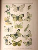 ※超希少本!! 英国手彩色蝶類図譜 カービー 「英国とヨーロッパの蝶と蛾」 1895年 イギリス 古書 洋書 アンティーク