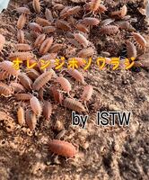 ◆ 活 ◆ オレンジホソワラジムシ 幼体から成体 200匹 ワラジムシ 両生類 爬虫類 餌 奇蟲 ISTW 