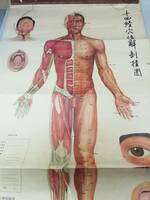 人体模型　人体図６枚　針灸模型1体　中華人民共和国製　十四経穴位解剖珪図　東洋医学