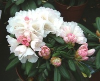 ◆日本石楠花（シャクナゲ）「屋久島」15ｃｍ鉢/苗◆