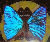 【蝶々の羽細工壁飾り】額入り　インテリア　チョウ　蝶　バタフライ　アンティーク　ブラジル産