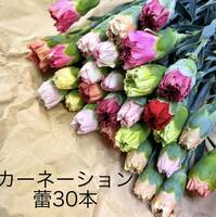  カーネーション 蕾MIX 30本 34〜38センチ 生花 切花