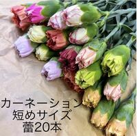  カーネーション 蕾MIX 20本 20〜24センチ 生花 切花