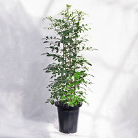 観葉植物 シルクジャスミン（月橘・ゲッキツ） / 8寸・約W40×H100～110cm