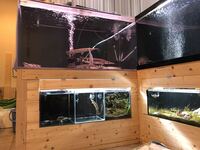 熱帯魚/爬虫類 木製 水槽台オーダーメイド