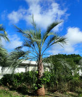 静岡県産、個性的なココスヤシ (ブティア・ヤタイ)　ヤタイ椰子　高さの全長５m以上、幹高約３m 根元の幹周2.2m 地上１m の幹周囲1.55m