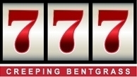 芝生の種・最高級ベントグラス 777 トリプルセブン 250g×2(芝)