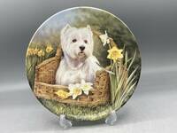 ロイヤルウースター ウエスト ハイランド ホワイト テリア 犬 ウエスティ 春 皿 飾り皿 絵皿 (1234) 