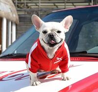 犬服　ペット服ジャージ　ファスナー式　スポーツ　ジョギング　Lサイズ　赤　ドッグウェア