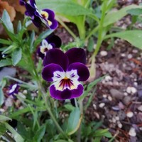 ビオラの種　15粒　紫白　絞り柄　花の種　種子　春秋播き　同梱可能　パープル　ホワイト　冬に強い　冬越し