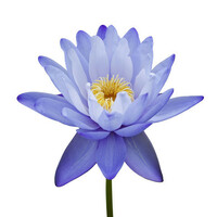 ★ラストセール★高品質＆格安★ブルーロータス/Blue Lotus Absolute 濃度15%　30ml