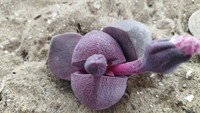 102　多肉植物　メセン　プレイオスピロス　紫帝玉　つぼみ2つ付　自家受粉可！