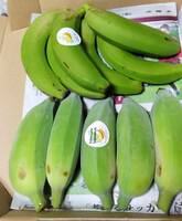 沖縄本島北部 やんばる産地直送！　ナムワバナナと台湾系島バナナのセット！