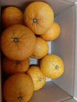 幻の柑橘『サヌキエレガント』（スルガエレガントではありません）送料込み、愛媛産サイズ混合、栽培期間中農薬不使用3キロ