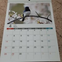 A4野鳥カレンダー2024-04〜2025-03