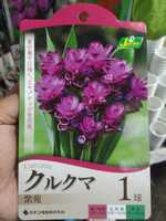 【即決】クルクマ　紫苑　１球入り　【第４種郵便送料無料】