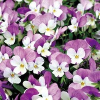 ビオラの種　15粒　薄紫白　バイカラー　花の種　種子　春秋播き　同梱可能　うさぎももか　ホワイト　パープル　2色使い