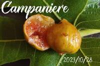 レア品種！ Campaniere　イチジク 穂木10 多くの愛好家が絶賛する必須の品種！