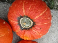 奥会津金山赤カボチャの種（１２粒）D