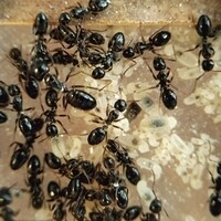 【希少】ナワヨツボシオオアリ　女王蟻1匹+ワーカー約50匹くらい+幼虫