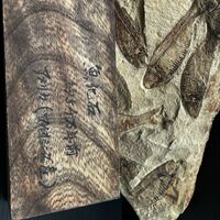 アメリカワイオミング州産約5000万年前の魚の化石
