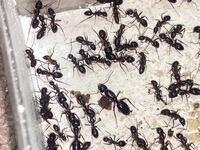 女王蟻　ミカドオオアリ女王蟻一匹と働き蟻二十匹以上のコロニー　自由研究　昆虫　虫