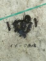女王蟻　ムネアカオオアリ女王蟻一匹と働き蟻五匹のコロニー　自由研究　昆虫　ギフトプレゼント