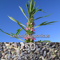 Leonurus japonicus 種子50粒+ レオヌルス・ジャポニカス 目弾 メハジキ 益母草 ヤクモソウ motherwort マザーワート