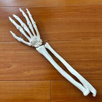 人体 模型 骨 標本 医療 メディカル マネキン 見本 腕 BONE 