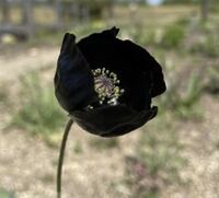 ポピー　ブラックマジック　花の種