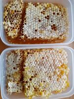 日本ミツバチの巣蜜５００g 送料無料！