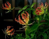 ■★【熱帯植物原種】★■ Gloriosa. rothschildiana 今季開花サイズ特大球根６個セット