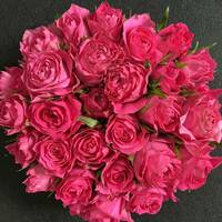 【新商品】バラ（切り花 ・生花）フェリシタル（鮮やかなピンク色・濃いピンク）　30㎝SM　30本　産地直送！鮮度抜群！　薔薇　花束
