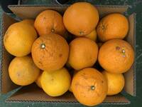 約10ｋｇ 清見オレンジ（タンゴール）（家庭用）　サイズ混合　1円スタート　愛媛産