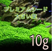 種から育てる水草　水草の種【大きい葉】10g