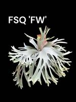 FWSQ (FSQ select 'FW') ビカクシダ 【just platycerium】