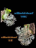 自家蒔き willinckii dwarf 'OMG' x '金童'ビカクシダ BB-G1【just platycerium】
