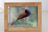 【可愛い鳥の写真2L】サンコウチョウ 額入り写真 卓上に飾って癒しを受け取ってください
