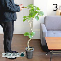 【現品】フィカス・ウンベラータ 曲がり 6号 黒鉢（3）Ficus umbellata