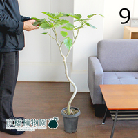 【現品】フィカス・ウンベラータ 曲がり 6号 黒鉢（9）Ficus umbellata
