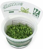 【アクアリウムのある暮らし】(水草) 組織培養 GROWOW! グロッソスティグマ(無農薬)(1カップ)サンプル画像