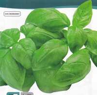バジル・ジェノベーゼの種子 50粒 GENOVESE【2025.12】ツヤのある緑色で香り高いバジル！イタリア料理などに… 固定種