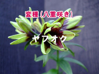【変種】 八重咲きクロユリ 2ポット 4葉芽 小苗 山野草 B