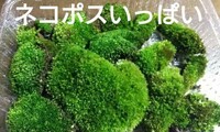 ホソウリゴケ 苔 盆栽